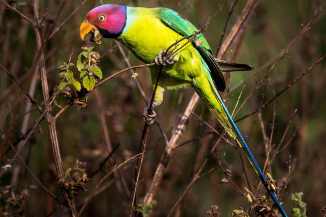 Erik Başlı Papağan