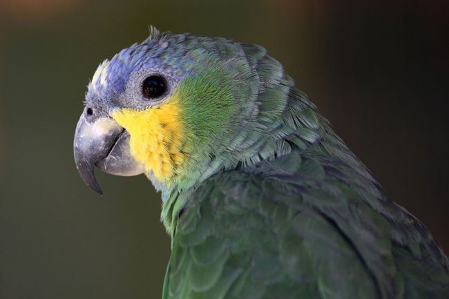 Papağan Parazitleri