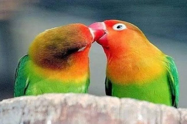 Papağan Üretim Sorunları