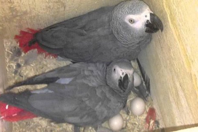 Papağan Yumurtlaması