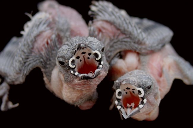 Kuşlarda Sık Görülen Parazit ve Hastalıklar