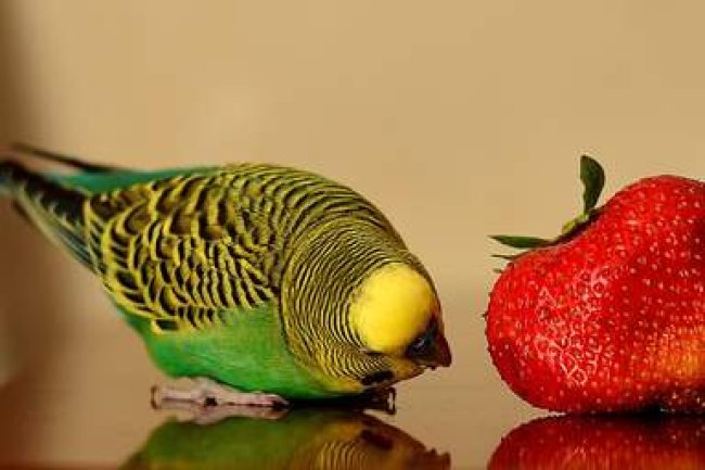 Üzümler Muhabbet Kuşları ve Papağanlar İçin Ne Kadar Güvenli? Evcil Hayvanlarınızı Besleyebileceğiniz Meyve Türleri