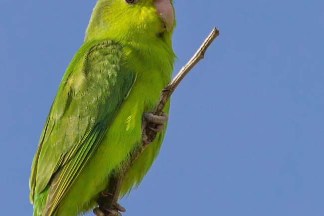Parrotlet Papağanı Bakım Rehberi
