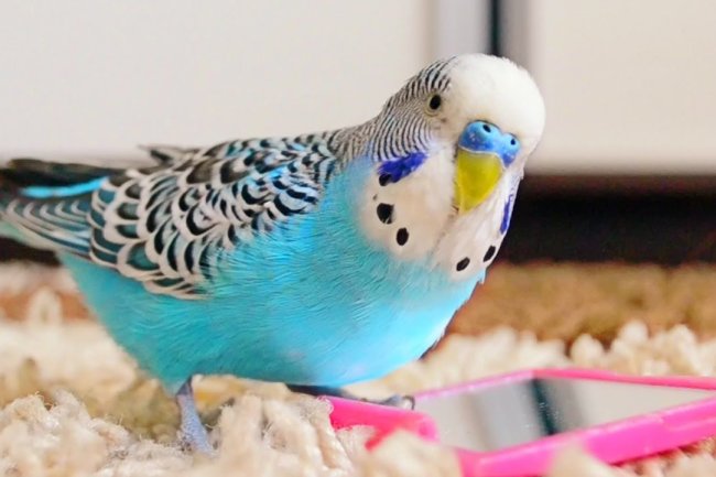 Muhabbet Kuşu Bakım Rehberi