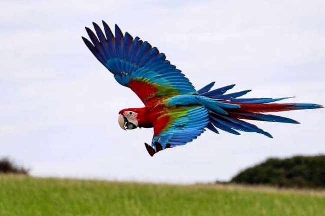 Bilimsel Araştırma: Papağanların Kendi Müzik Tercihleri ​​Vardır