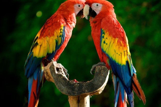 Gürültülü Papağanların Bakımı Hakkında Herşey