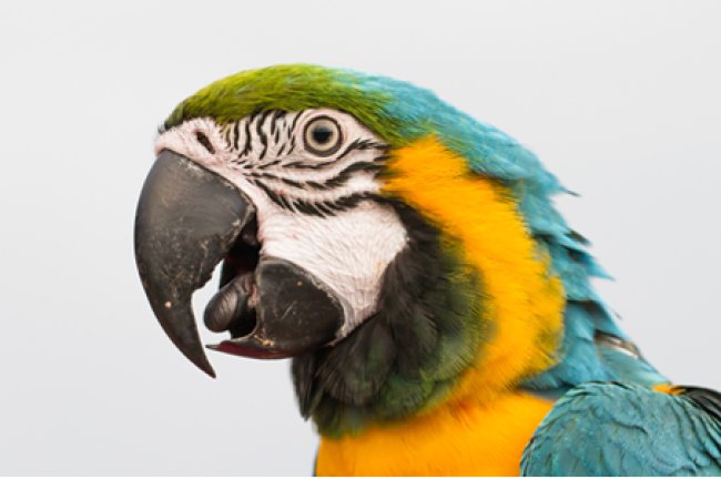 Papağanlar Hakkında 5 Şaşırtıcı Gerçek