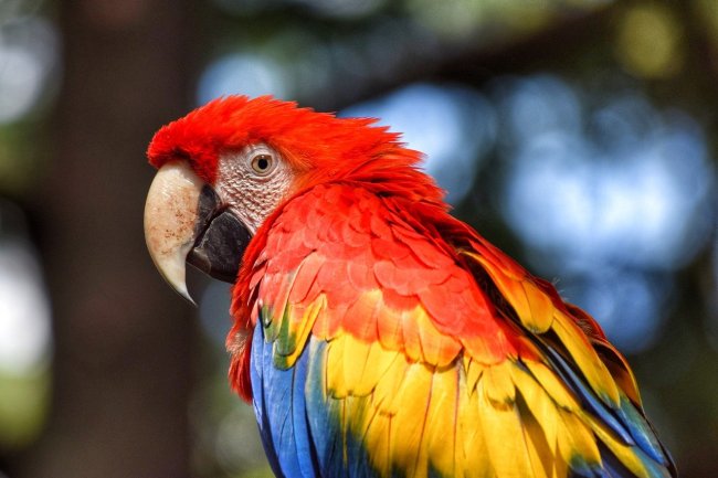 Papağanım Neden Hapşırıyor ve Öksürüyor?