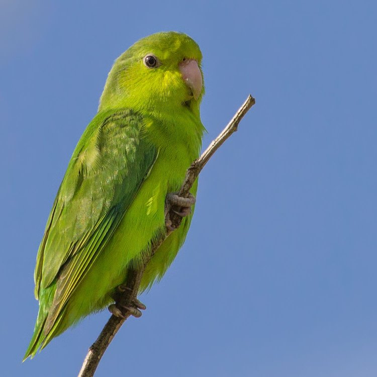 Parrotlet Papağanı Bakım Rehberi