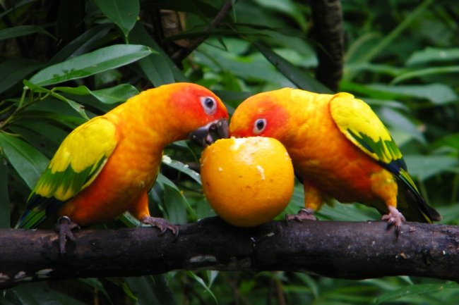 Papağan Dolandırıcılığı