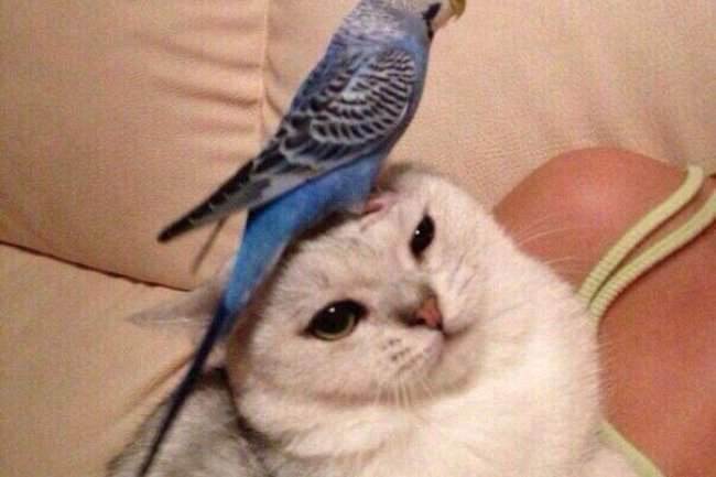 Evcil Kuşlarda Kıskançlık: Nedenleri ve  Belirtileri 