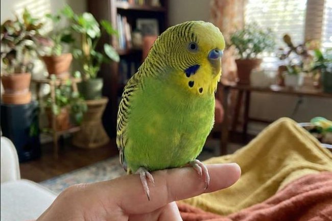 Papağanınızı Konuşturmak İçin 7 Etkili Yöntem