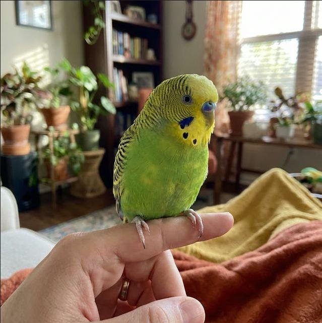 Papağanınızı Konuşturmak İçin 7 Etkili Yöntem